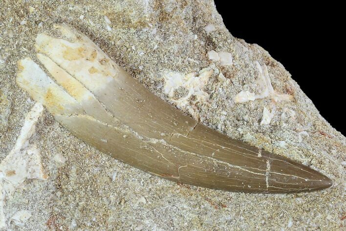 Fossil Plesiosaur (Zarafasaura) Tooth In Rock - Morocco #102082
